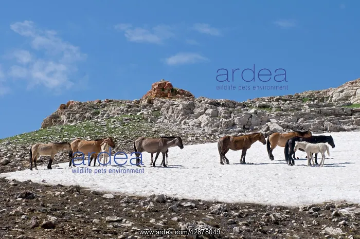 : Wild / Feral Horses : Wild / Feral Horses