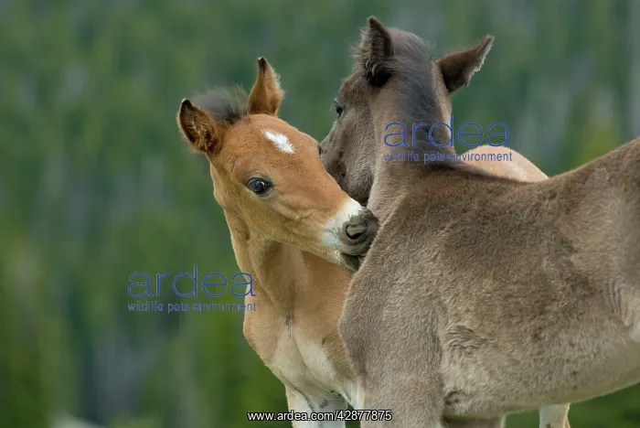 : Wild / Feral Horses - colt : Wild / Feral Horses - colt