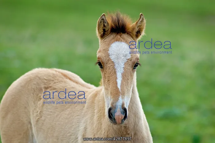 : Wild / Feral Horses - colt : Wild / Feral Horses - colt