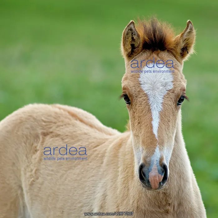 : Wild / Feral Horses - colt : Wild / Feral Horses - colt
