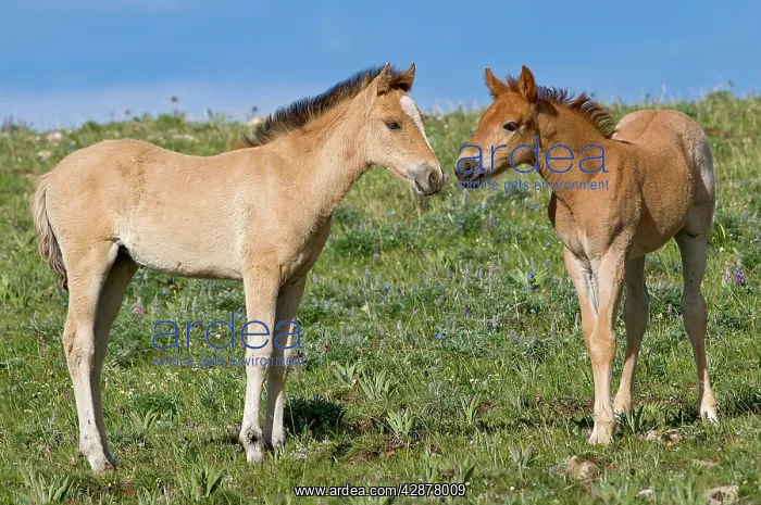 : Wild / Feral Horses - colt : Wild / Feral Horses - colt