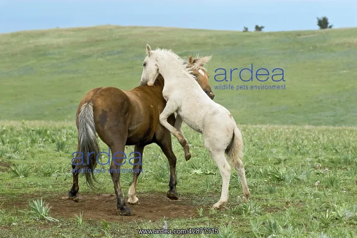 : Wild  /  Feral Horses - colt playing with herd stallion