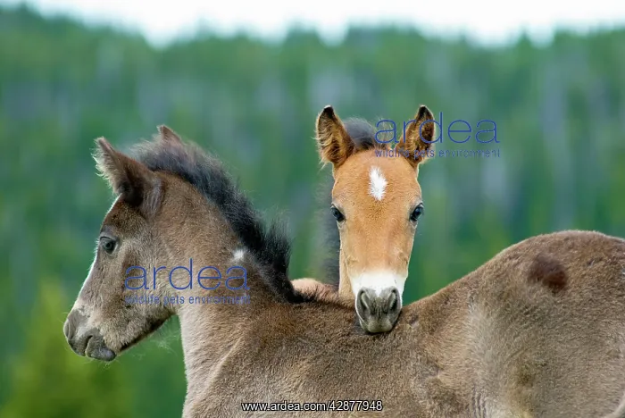  : Wild  /  Feral Horses - colts