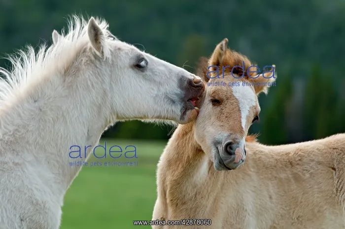 : Wild / Feral Horses - colts : Wild / Feral Horses - colts