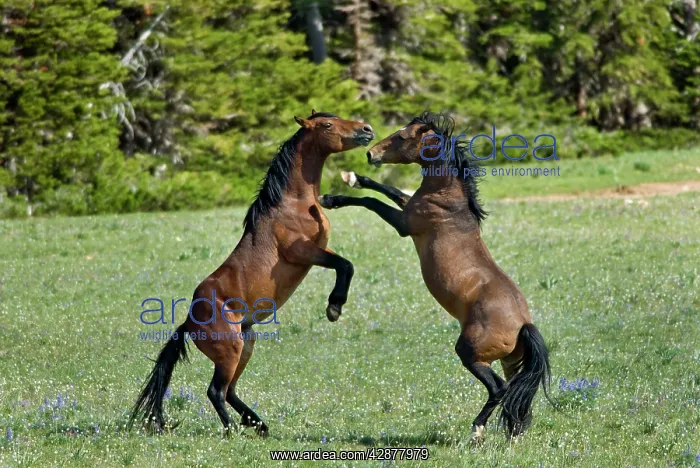 : Wild / Feral Horses - dominance behavior between stallions : Wild / Feral Horses - dominance behavior between stallions
