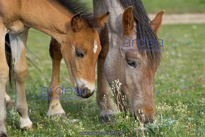 : Wild / Feral Horses - mare with colt : Wild / Feral Horses - mare with colt