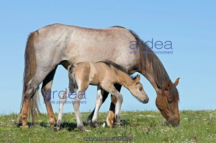 : Wild / Feral Horses - mare with colt : Wild / Feral Horses - mare with colt