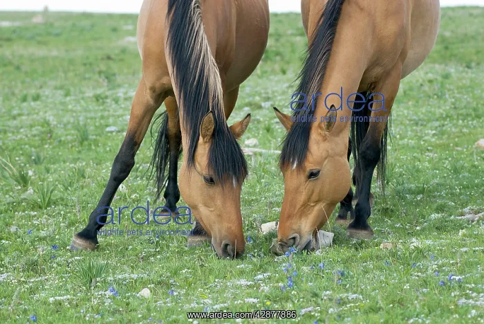 : Wild / Feral Horses - mares (quite possibly a mother : Wild / Feral Horses - mares (quite possibly a mother