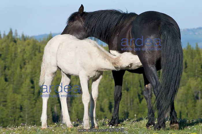 : Wild / Feral Horses - young feeding : Wild / Feral Horses - young feeding