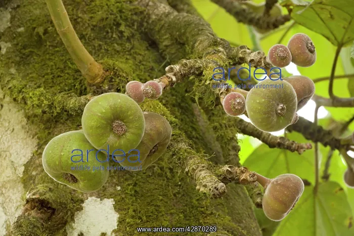 : A wild fig, in fruit : A wild fig, in fruit
