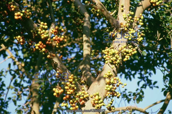 : Wild Fig Fruit : Wild Fig Fruit