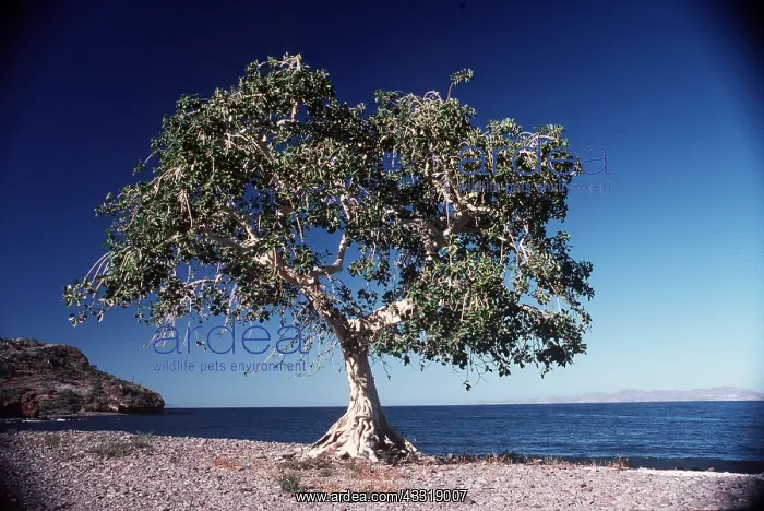 : WILD FIG TREE : WILD FIG TREE