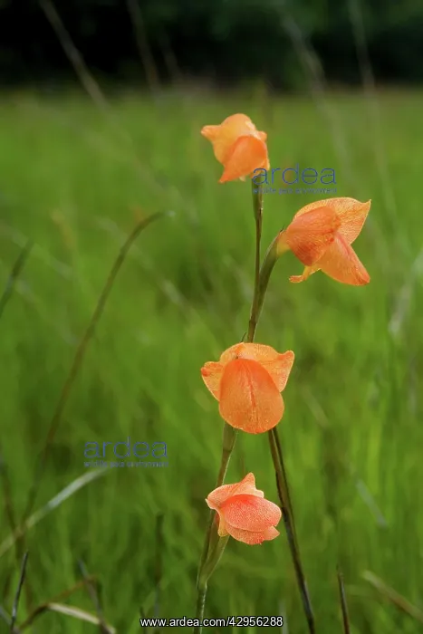 : Wild Flower : Wild Flower