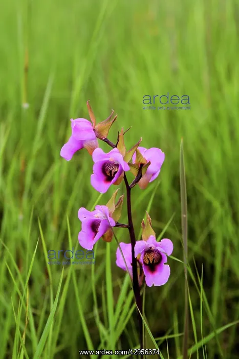 : Wild Flower : Wild Flower
