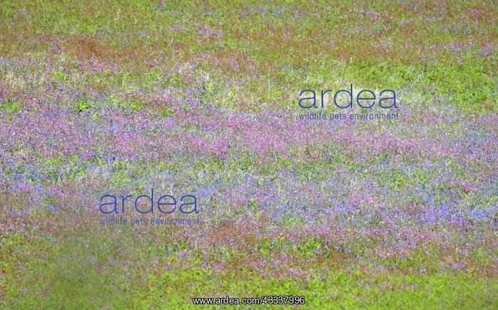 : Wild flower meadow