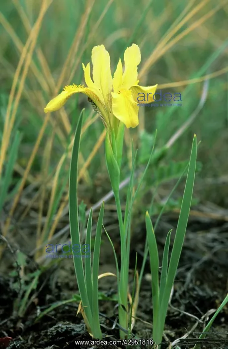 : Wild flowering Yellow Iris : Wild flowering Yellow Iris