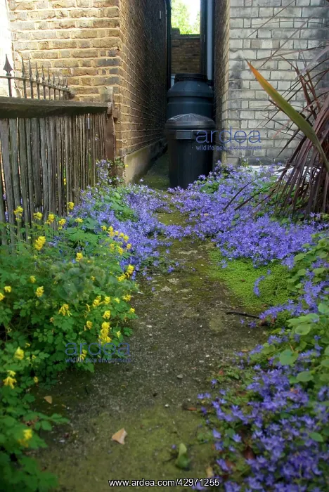 : Wild Flowers - Campanula - Yellow Fumitory / Corydalis : Wild Flowers - Campanula - Yellow Fumitory / Corydalis