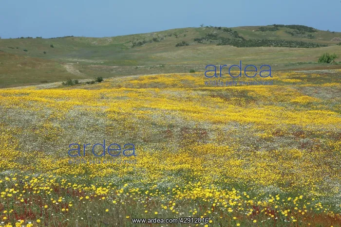 : Wild Flowers - covering hill land in spring : Wild Flowers - covering hill land in spring