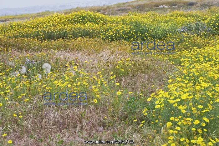 : Wild flowers - Cyprus meadow : Wild flowers - Cyprus meadow