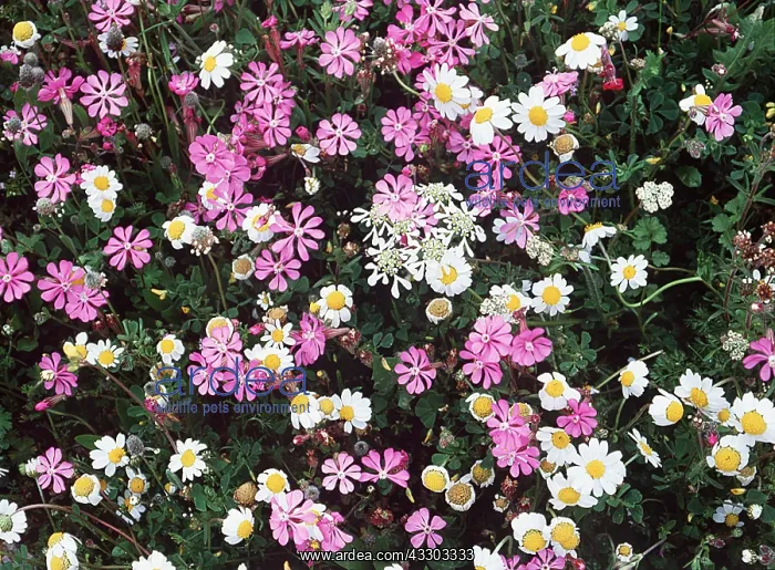 : WILD FLOWERS - Mayweeds and Catchflies, close-up : WILD FLOWERS - Mayweeds and Catchflies, close-up