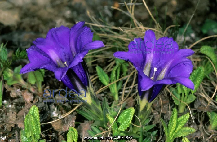 : Wild flowers (unidentified) on a mountain plateau : Wild flowers (unidentified) on a mountain plateau