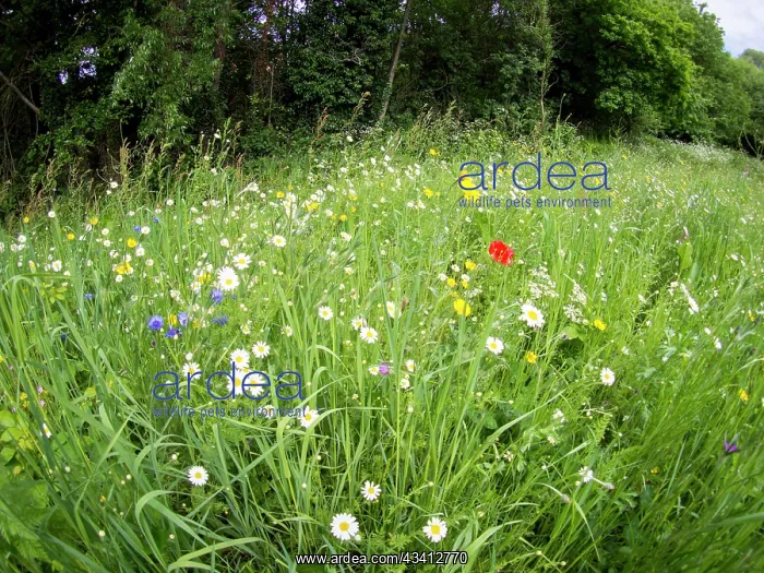 : Wild flowers in urban park - Westley Vale Birmingham UK : Wild flowers in urban park - Westley Vale Birmingham UK