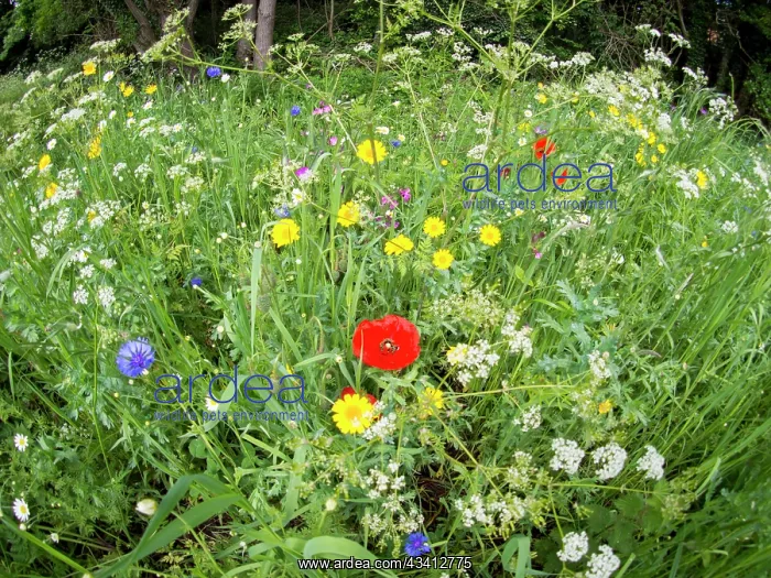 : Wild flowers in urban park - Westley Vale Birmingham UK : Wild flowers in urban park - Westley Vale Birmingham UK