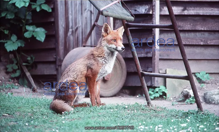: WILD FOX : WILD FOX