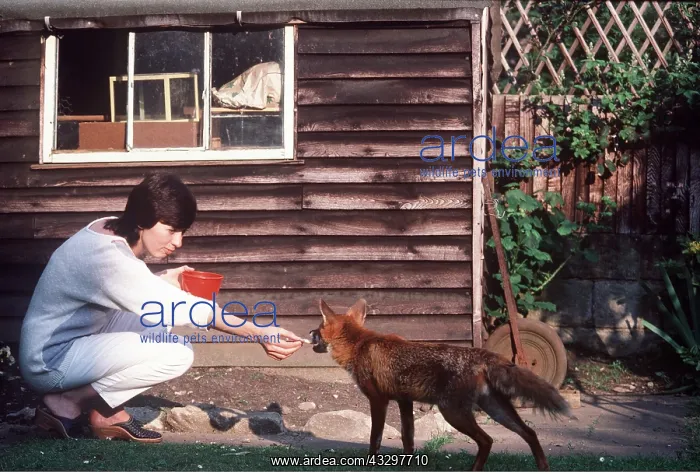 : Wild Fox - Being fed by hand in suburban garden : Wild Fox - Being fed by hand in suburban garden