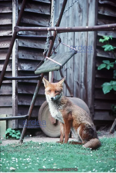: WILD FOX - In suburban garden : WILD FOX - In suburban garden