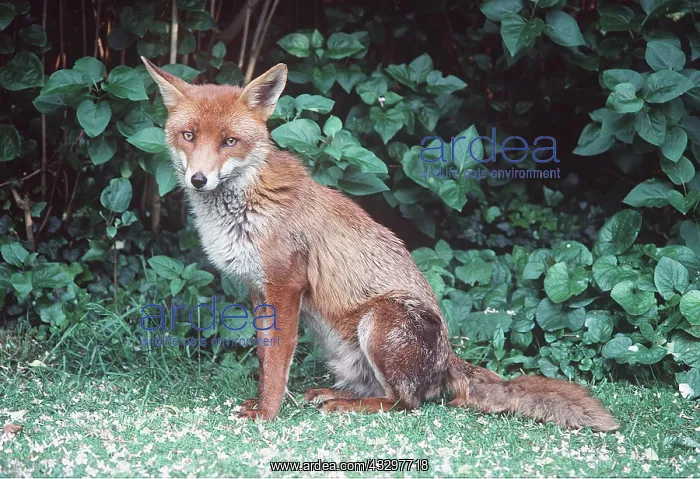 : Wild Fox - in suburban garden : Wild Fox - in suburban garden