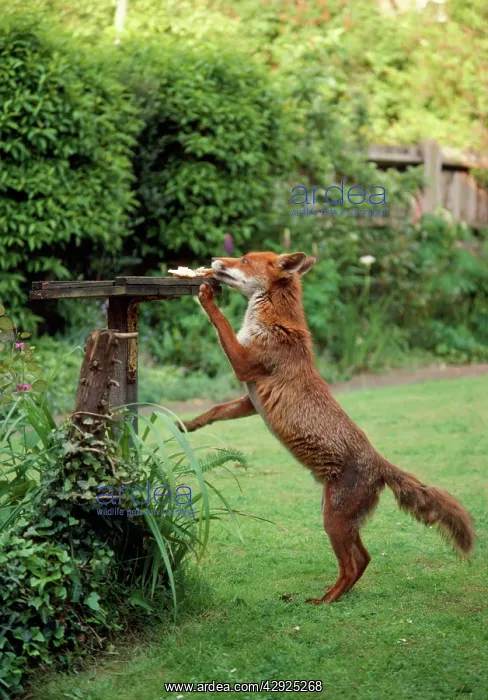 : WILD FOX - Taking food from bird table : WILD FOX - Taking food from bird table