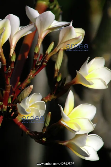  : Wild Frangipani  /  Pigeon-wood  /  Caterpillar Tree