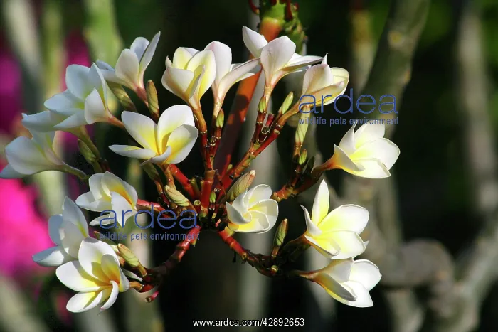 : Wild Frangipani / Pigeon-wood / Caterpillar Tree : Wild Frangipani / Pigeon-wood / Caterpillar Tree