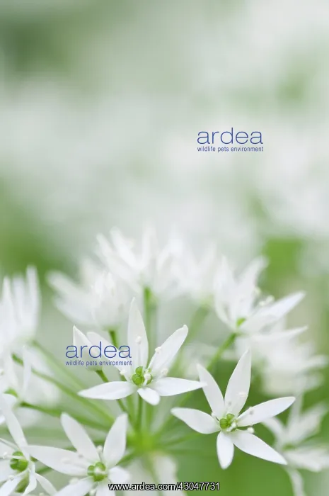 : Wild garlic : Wild garlic