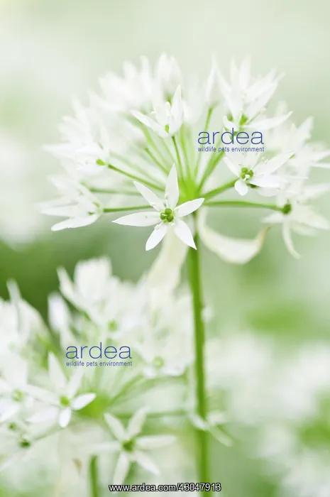 : Wild garlic : Wild garlic