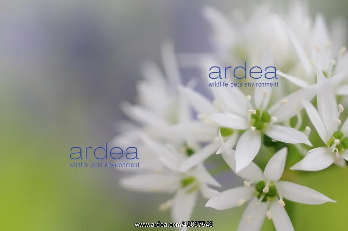 : Wild garlic : Wild garlic