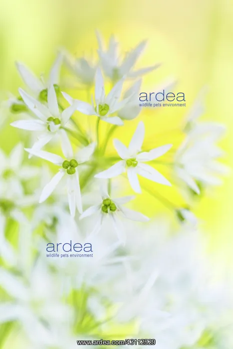 : Wild Garlic : Wild Garlic