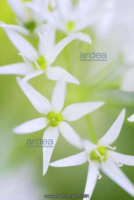 : Wild Garlic : Wild Garlic