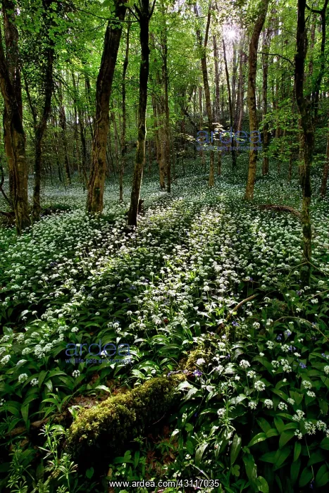 : Wild Garlic : Wild Garlic