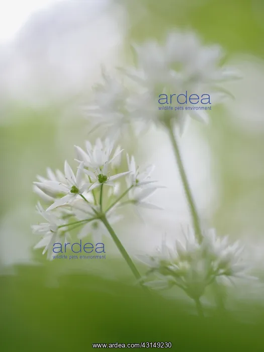 : Wild Garlic : Wild Garlic