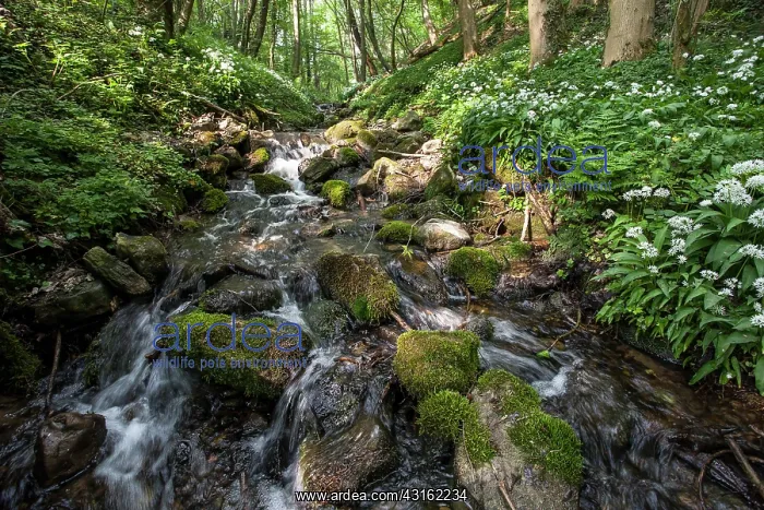  : Wild Garlic