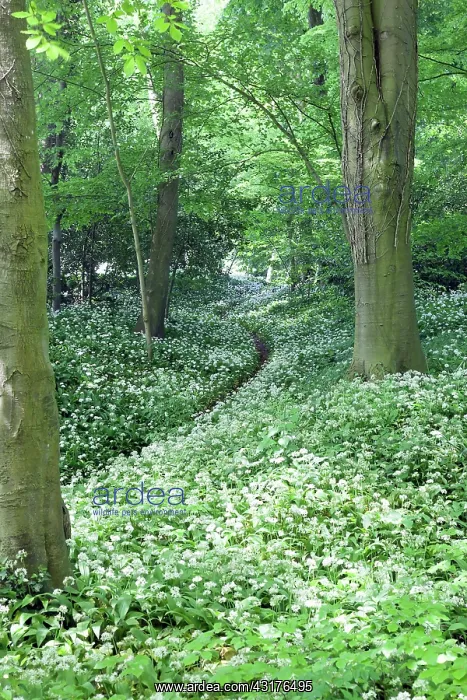: Wild garlic, Allium ursinum, Mass of plants with : Wild garlic, Allium ursinum, Mass of plants with