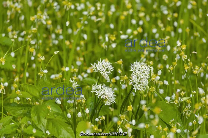 : Wild garlic - blooming carpet of ramsons and few-flowered : Wild garlic - blooming carpet of ramsons and few-flowered