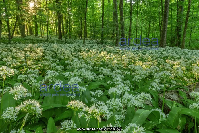 : Wild garlic - carpet of blooming wild garlic in a beech fore : Wild garlic - carpet of blooming wild garlic in a beech fore