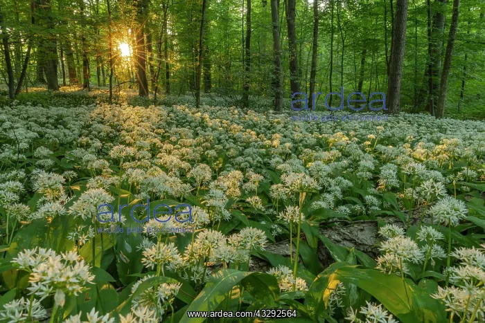 : Wild garlic - carpet of blooming wild garlic in a beech fore : Wild garlic - carpet of blooming wild garlic in a beech fore