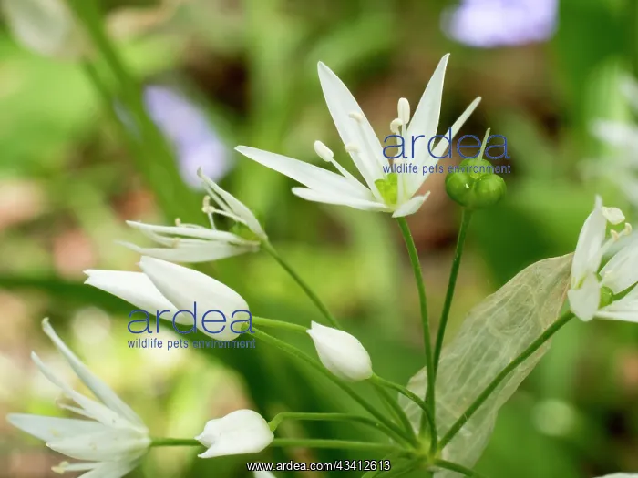 : Wild Garlic flowers - Birmingham UK : Wild Garlic flowers - Birmingham UK