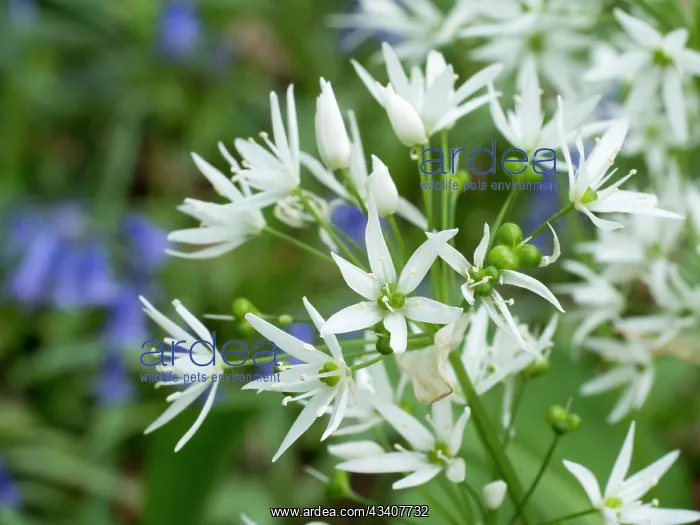 : Wild Garlic flowers & Bluebells in woodland - Birmingham UK : Wild Garlic flowers & Bluebells in woodland - Birmingham UK