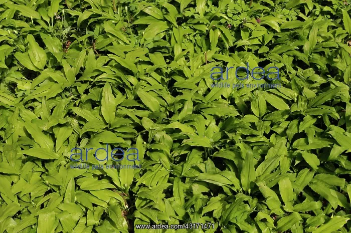 : Wild garlic or Ramsons, Allium ursinum, mass of leaves cover : Wild garlic or Ramsons, Allium ursinum, mass of leaves cover