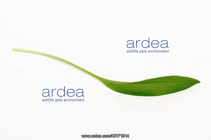 : Wild garlic or Ramsons, Allium ursinum, single leaf cut out : Wild garlic or Ramsons, Allium ursinum, single leaf cut out